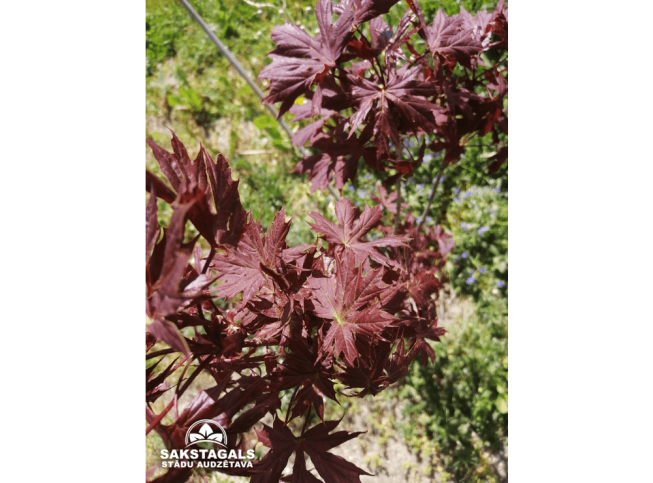 Acer platanoides   'Charles Joly'